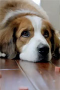 Articles with puppy pictures get 75% more clicks.