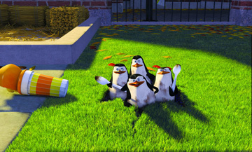 Ah, the time of year when the penguins bloom. Aren't they lovely?