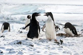 Penguins = Adorbs