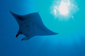 Fun fact: Manta Rays are our Managing Editor's favorite fish.